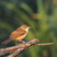 Great Reed-Warbler